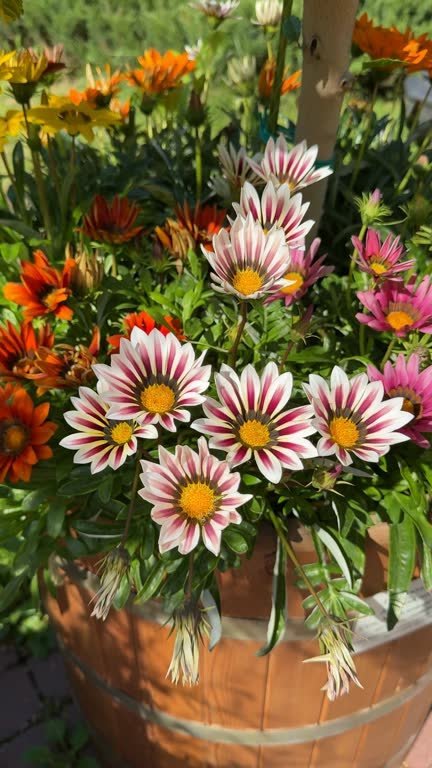 بذور زهور الجزانيا (Gazania) – لمسة من سحر الشمس في حديقتك - الصورة 2